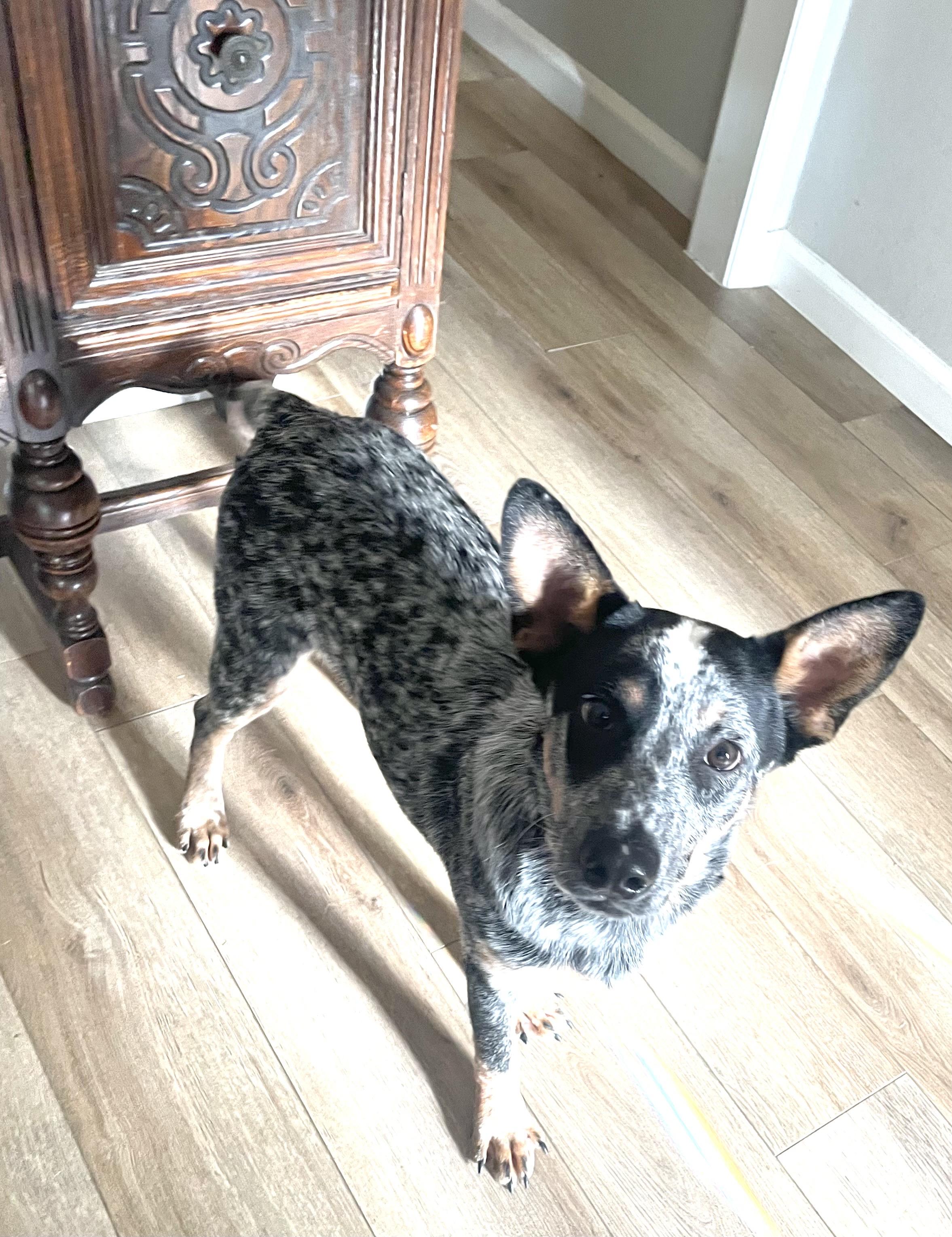 Goose, Adoptable, Young Male Australian Cattle Dog / Blue Heeler.