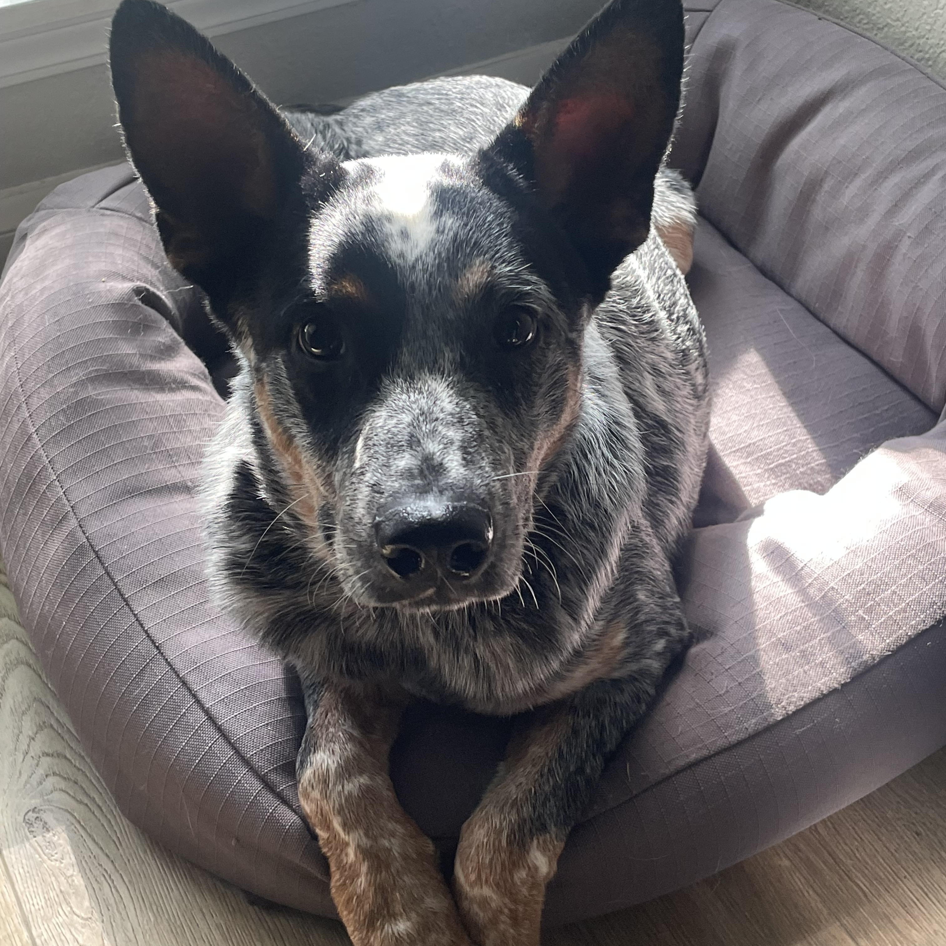 Goose, a Adoptable Australian Cattle Dog / Blue Heeler in Coppell , TX image 2/5