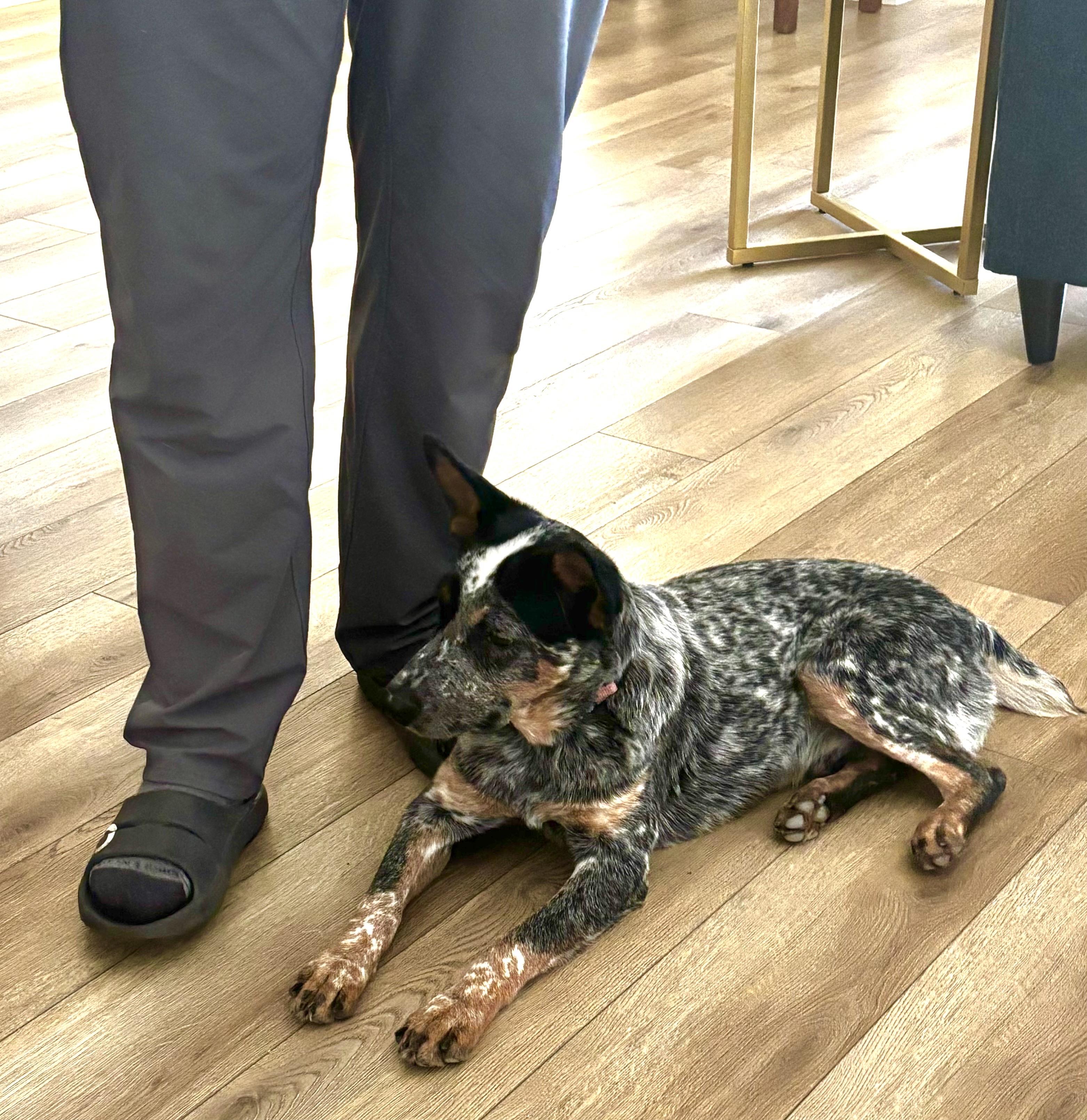 Goose, a Adoptable Australian Cattle Dog / Blue Heeler in Coppell , TX image 3/5