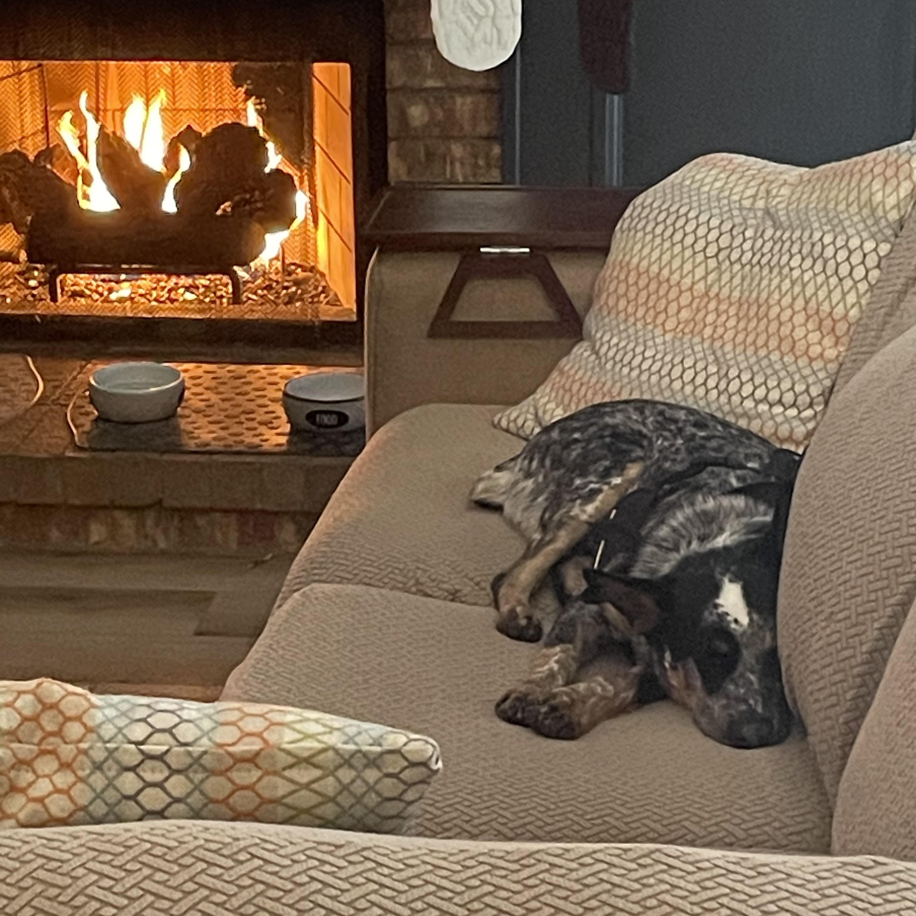 Goose, a Adoptable Australian Cattle Dog / Blue Heeler in Coppell , TX image 4/5