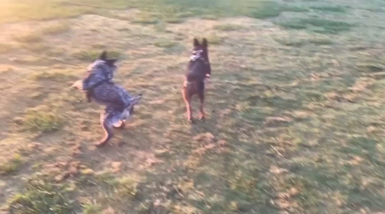 Enlarge Goose, a Adoptable Australian Cattle Dog / Blue Heeler in Coppell , TX video 5/5