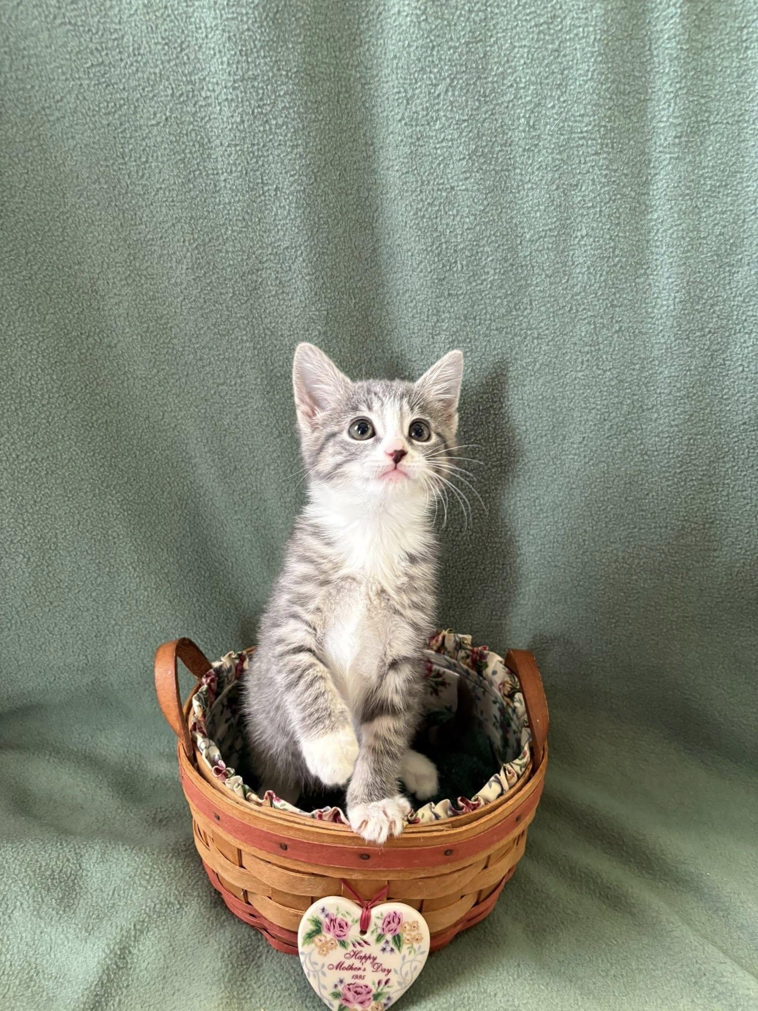 Enlarge Lady Siff, a ADOPTABLE American Shorthair in Barboursville, WV image 1/1
