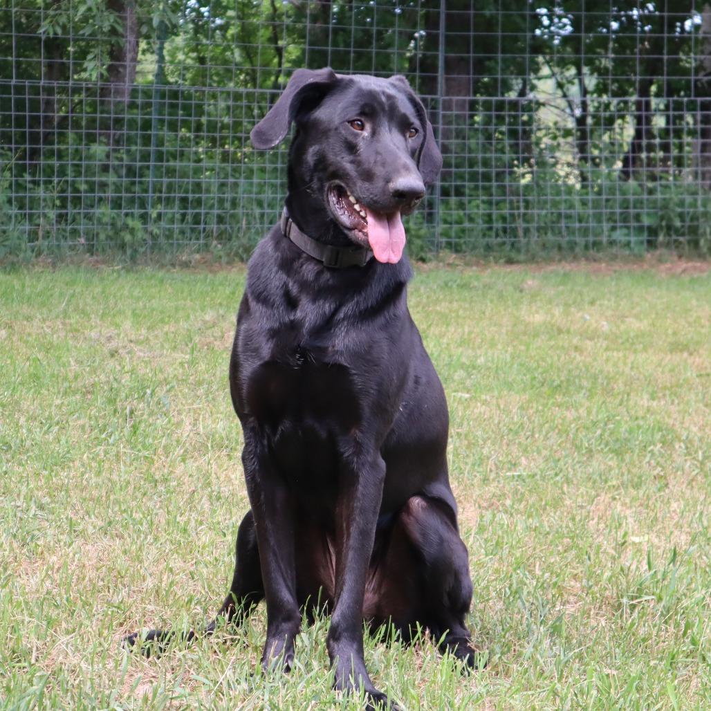 Enlarge Charlie D11160, a Adoptable mixed breed in Elk River, MN image 2/6