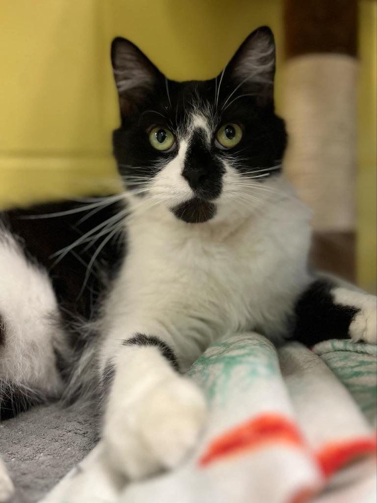 Meraxes, Adoptable, Young Female Domestic Medium Hair.