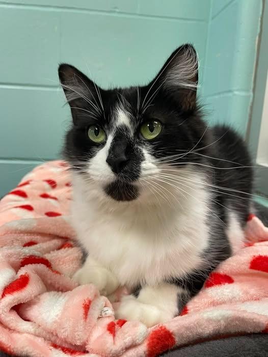 Meraxes, a Adoptable mixed breed in Hamilton, OH image 2/3