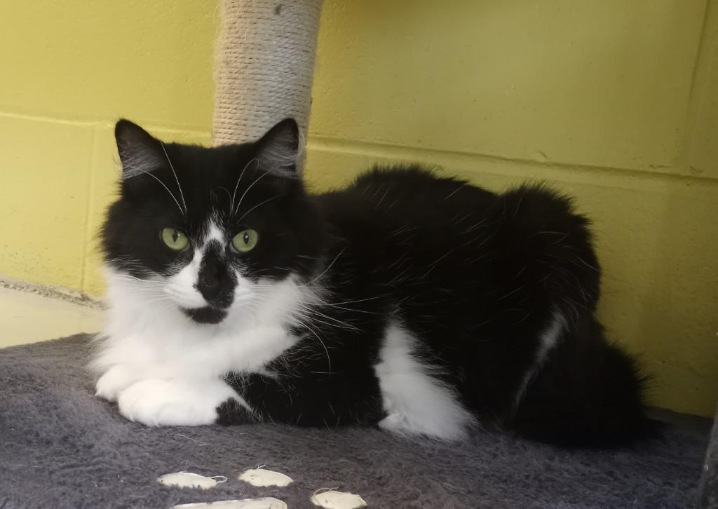 Enlarge Meraxes, a Adoptable mixed breed in Hamilton, OH image 3/3