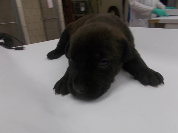 Nala, Adoptable, Senior Female Labrador Retriever & Pointer.