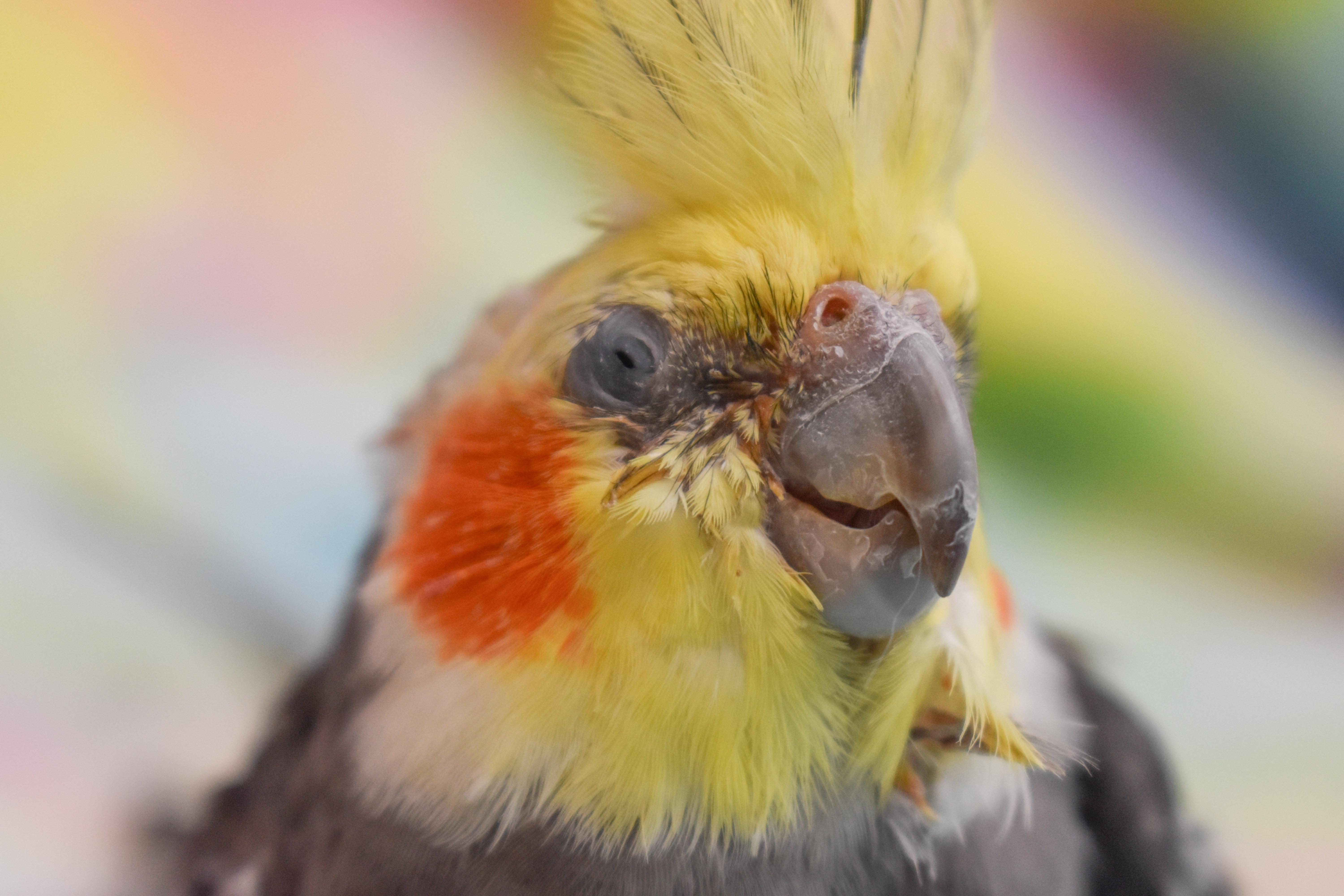 Enlarge BamBam, a Adopted Cockatiel in Waukesha, WI image 1/4