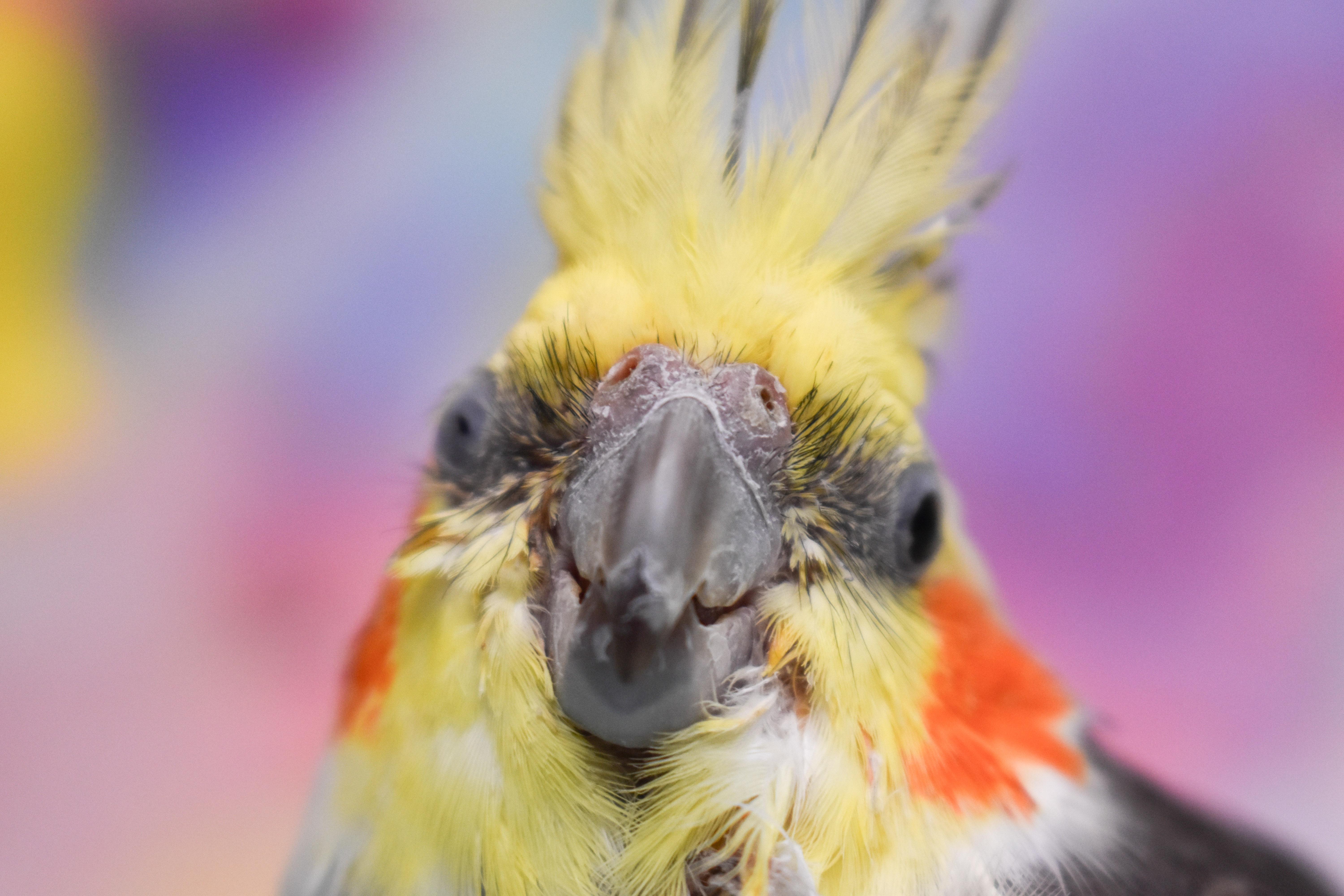 Enlarge BamBam, a Adopted Cockatiel in Waukesha, WI image 2/4