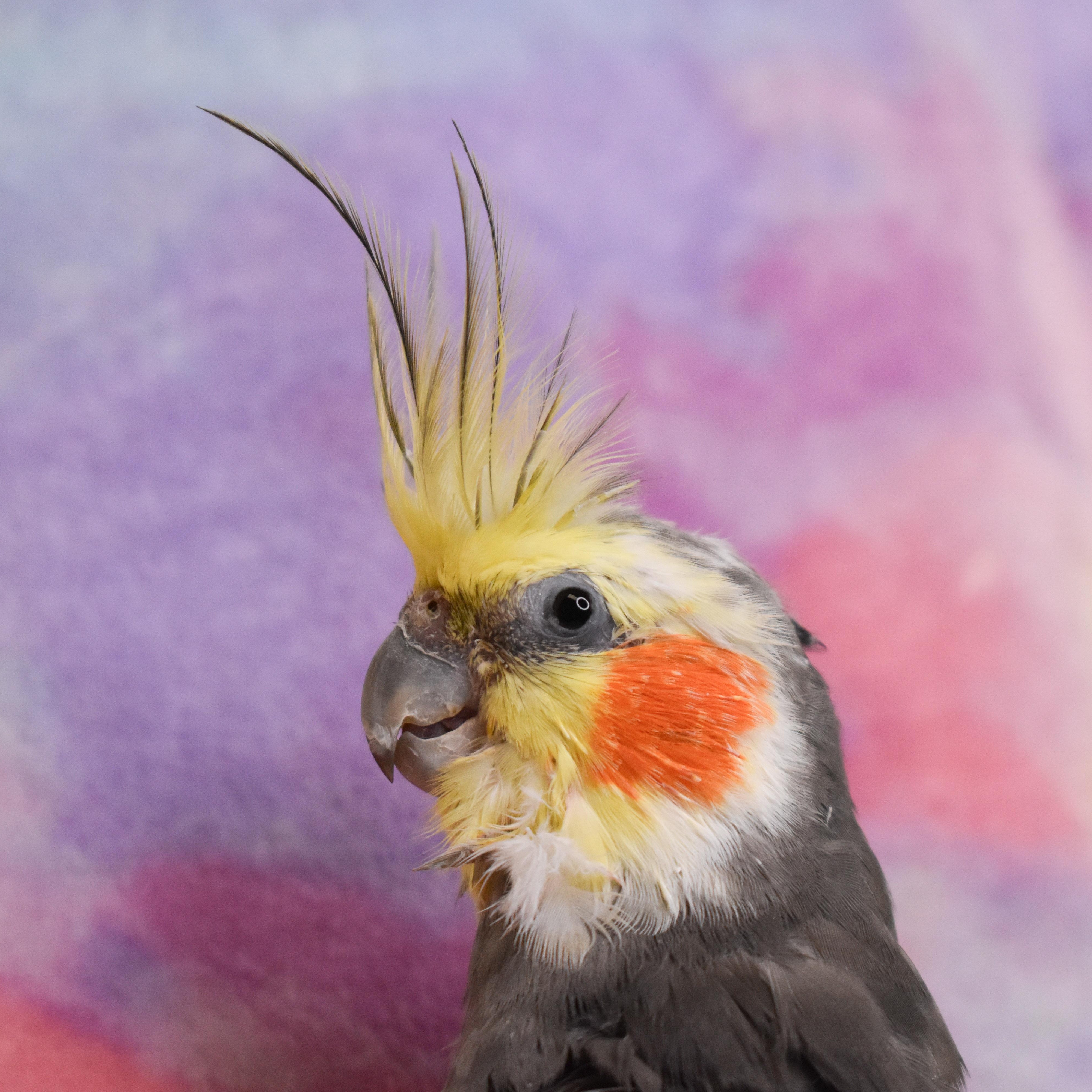 Enlarge BamBam, a Adopted Cockatiel in Waukesha, WI image 3/4