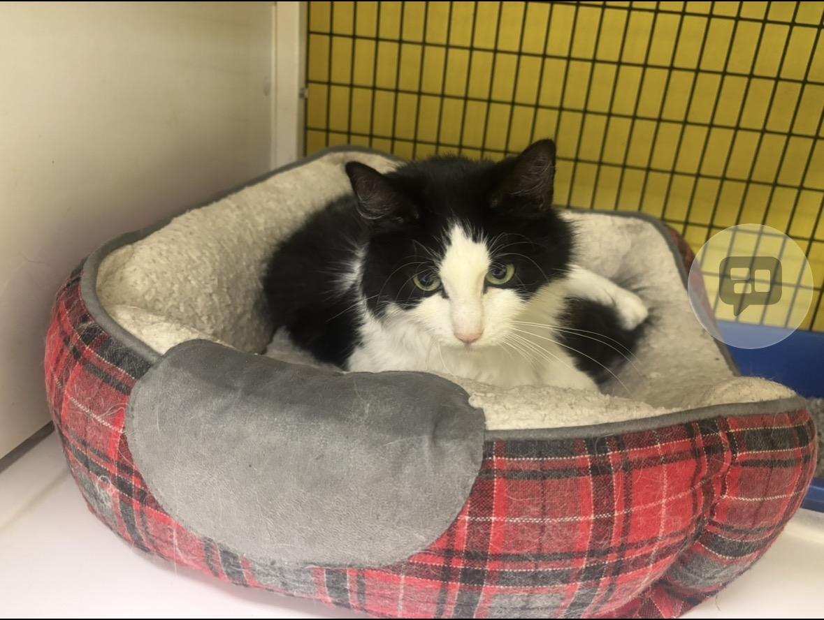 Enlarge Donna, a ADOPTABLE Domestic Long Hair in Lyndhurst, NJ image 1/2