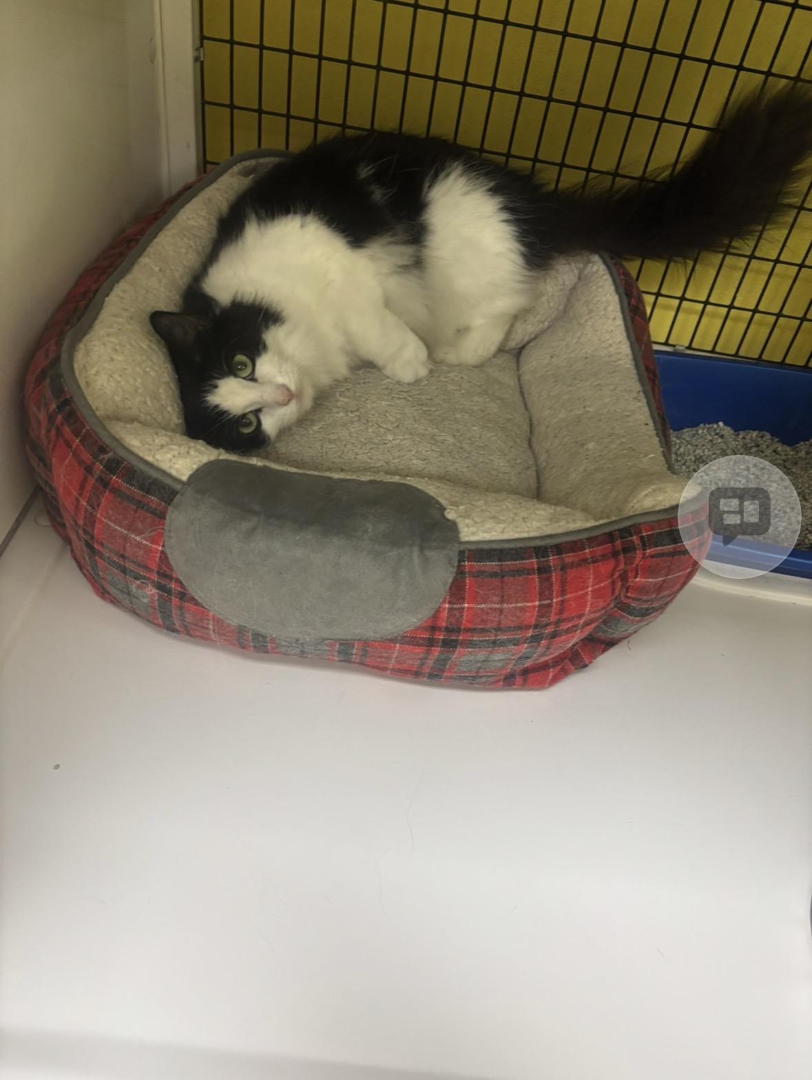 Enlarge Donna, a ADOPTABLE Domestic Long Hair in Lyndhurst, NJ image 2/2