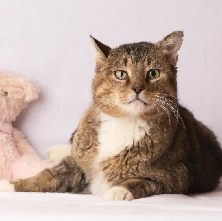 Enlarge Nigel, a ADOPTABLE Domestic Short Hair in Rochester, MN image 2/5