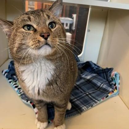 Enlarge Nigel, a ADOPTABLE Domestic Short Hair in Rochester, MN image 5/5