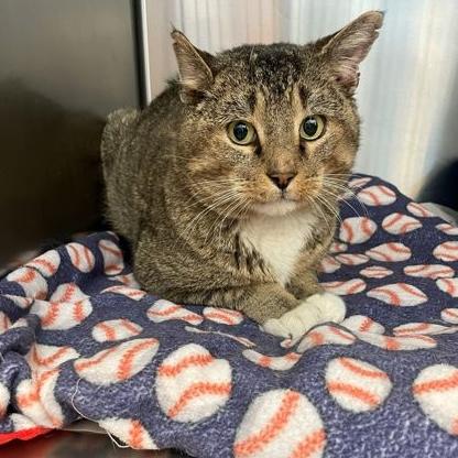 Enlarge Nigel, a ADOPTABLE Domestic Short Hair in Rochester, MN image 4/5