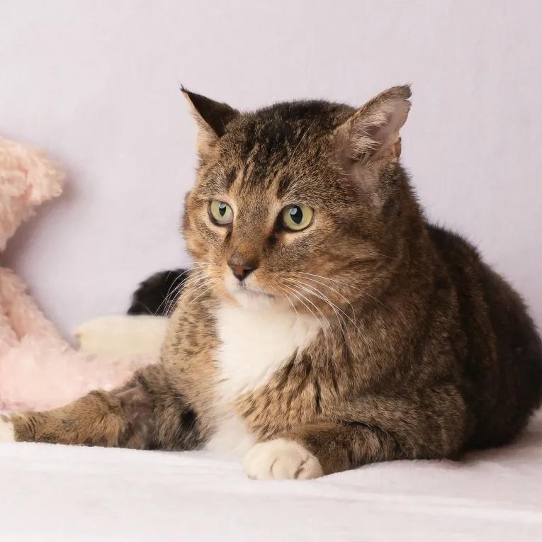 Enlarge Nigel, a ADOPTABLE Domestic Short Hair in Rochester, MN image 1/5