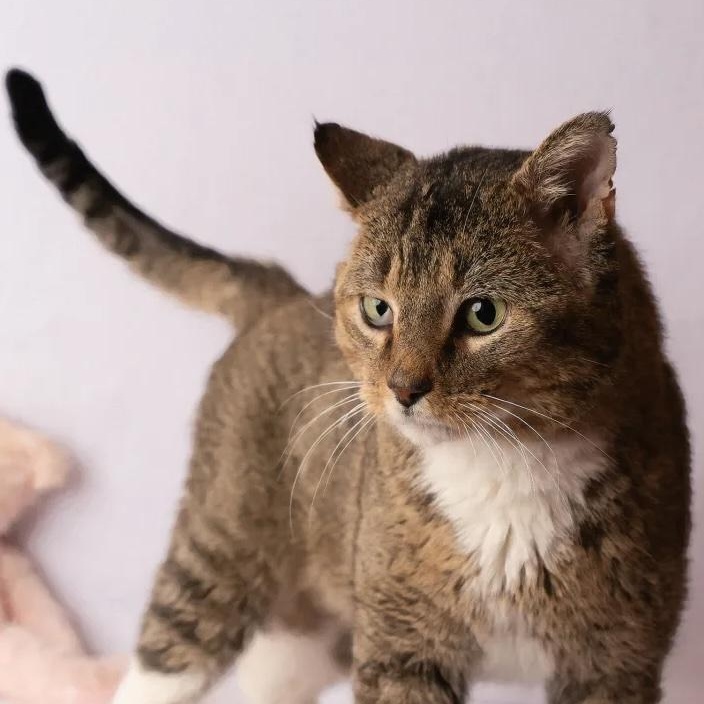 Enlarge Nigel, a ADOPTABLE Domestic Short Hair in Rochester, MN image 3/5