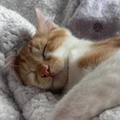 Enlarge Rambo Normandy - needs a cat buddy, a Adoptable mixed breed in Hudson, MA image 2/3