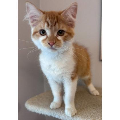 Enlarge Rambo Normandy - needs a cat buddy, a Adoptable mixed breed in Hudson, MA image 3/3