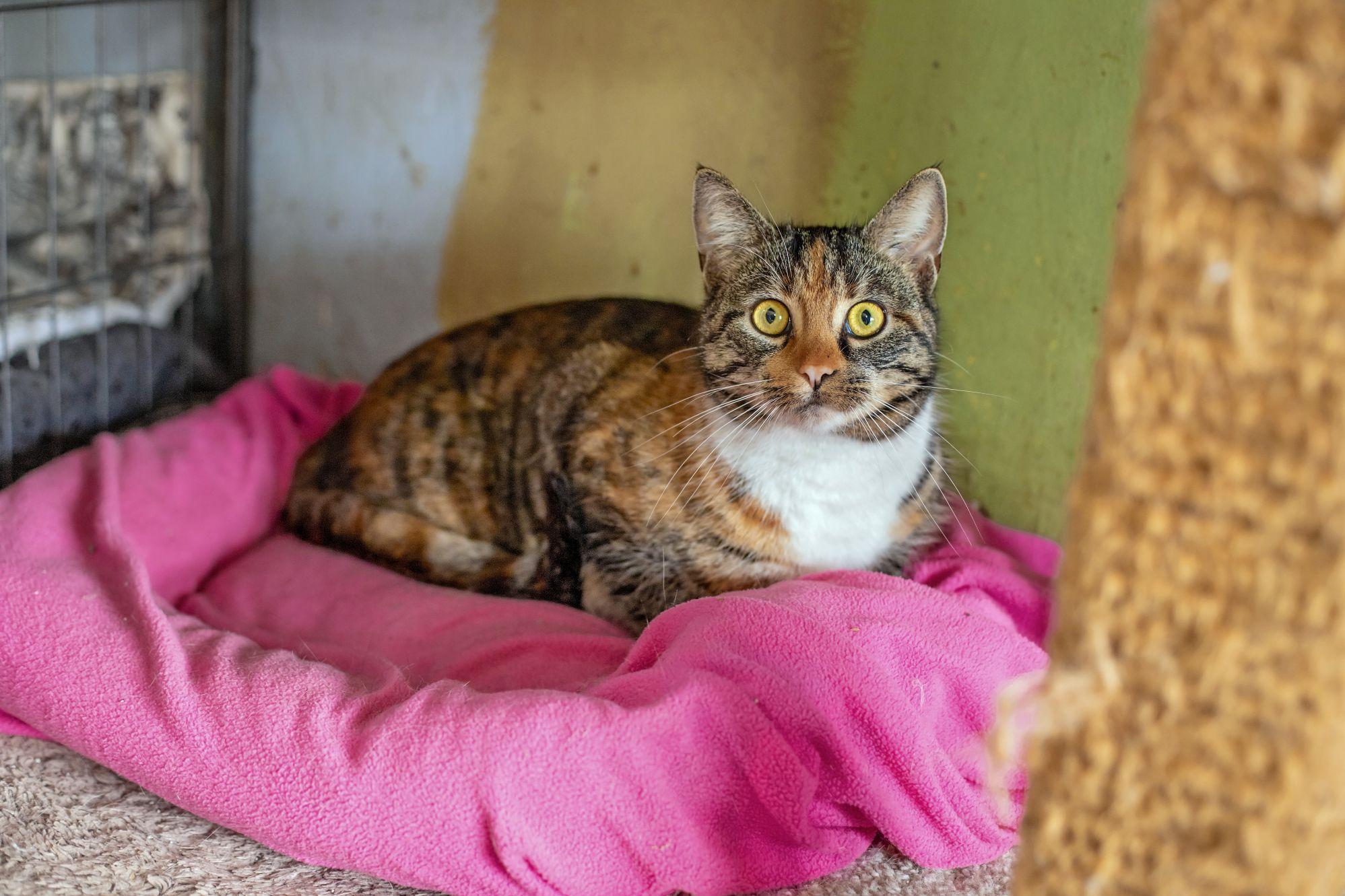 Enlarge Christi Anna, an adopted Domestic Short Hair in Landenberg, PA image 1/3