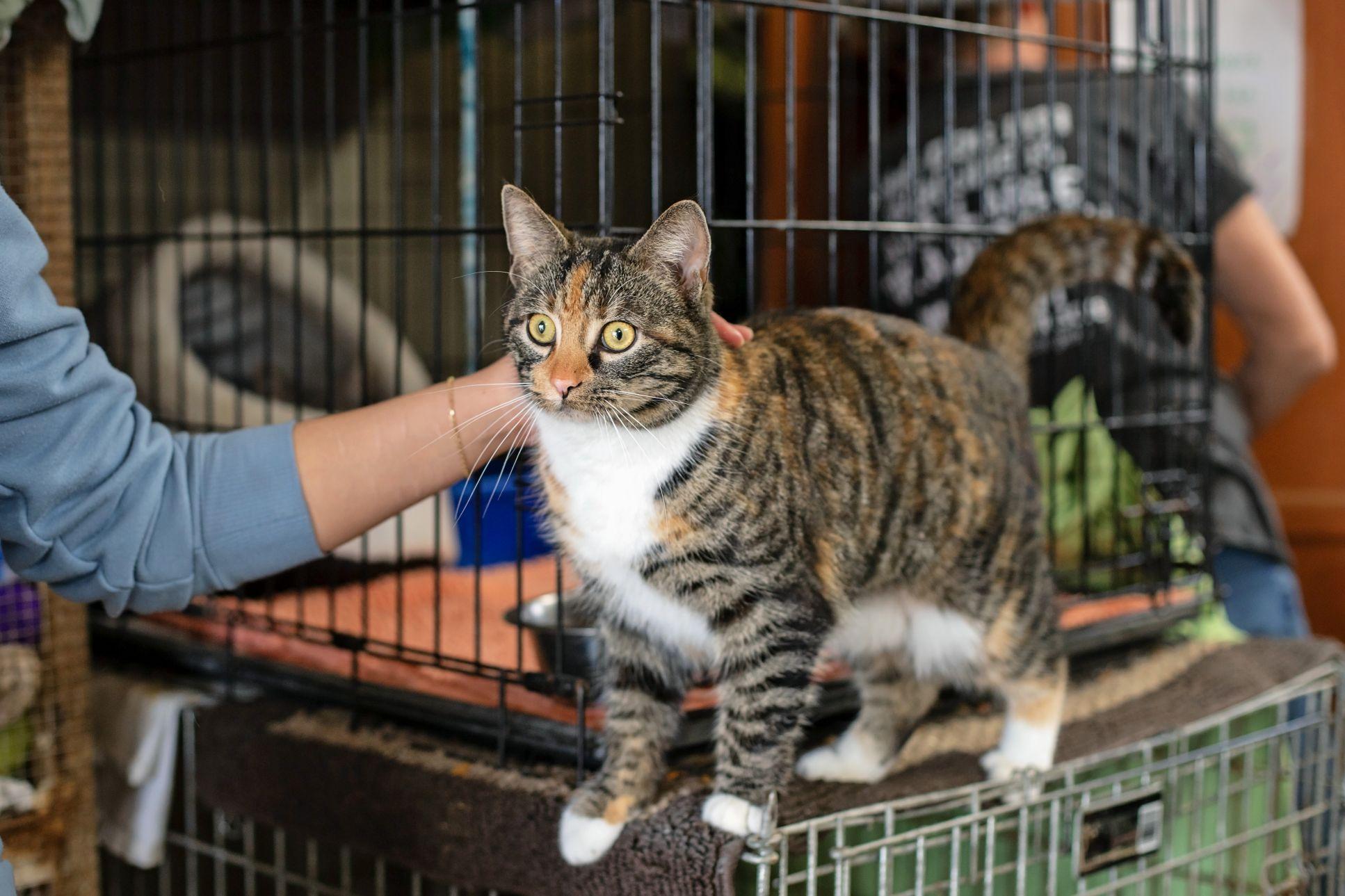 Enlarge Christi Anna, an adopted Domestic Short Hair in Landenberg, PA image 3/3