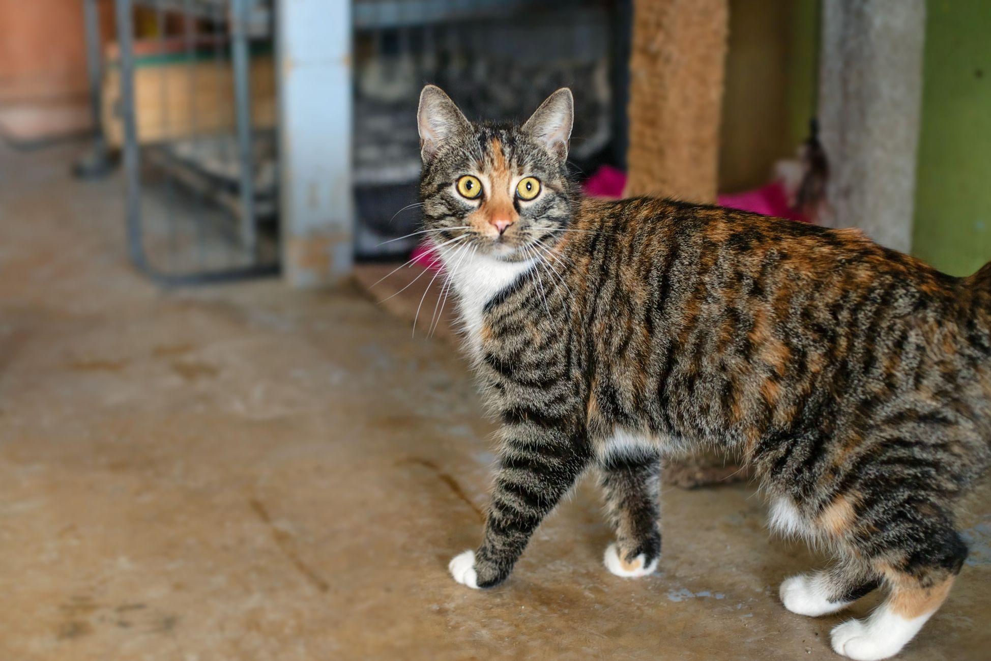Enlarge Christi Anna, an adopted Domestic Short Hair in Landenberg, PA image 2/3