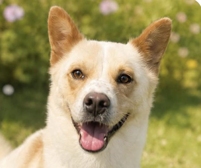 Donny, Adoptable, Adult Male Corgi & Jindo.