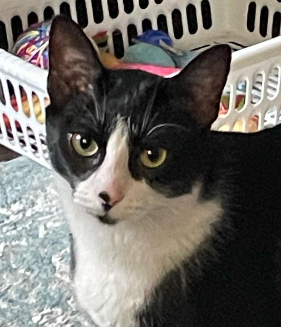 Charly (Bonded with Callie), a Adoptable Domestic Short Hair in Oakville, ON image 1/2