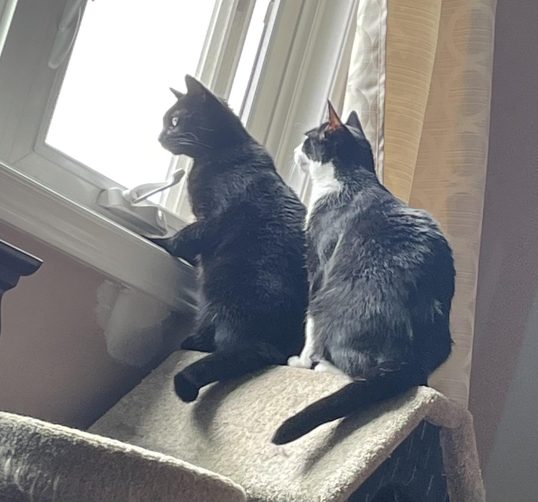 Charly (Bonded with Callie), a Adoptable Domestic Short Hair in Oakville, ON image 2/2