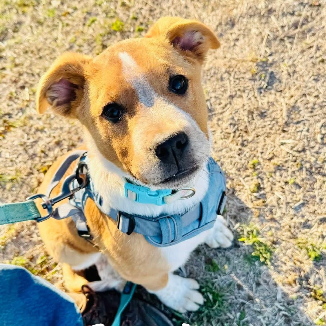 Britches, a ADOPTABLE mixed breed in Denver, CO image 1/3
