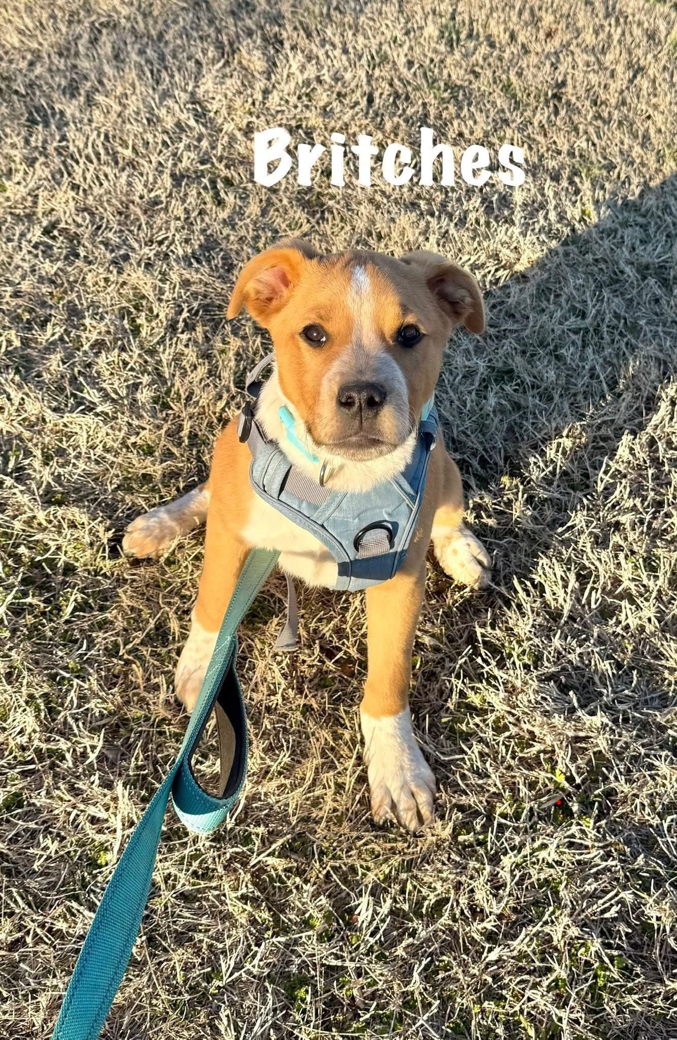 Britches, a ADOPTABLE mixed breed in Denver, CO image 2/3