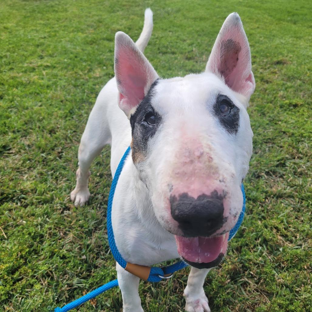 Panda Bear, Adoptable, Senior Male Bull Terrier.