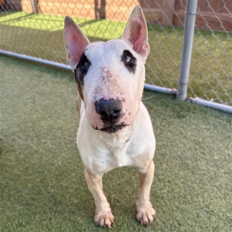 Panda Bear, Adoptable, Senior Male Bull Terrier.