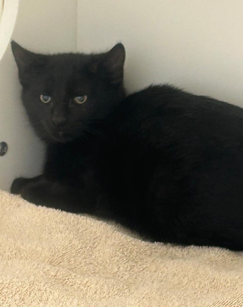 Enlarge Webster, a Adoptable mixed breed in Greenfield, IN image 1/1