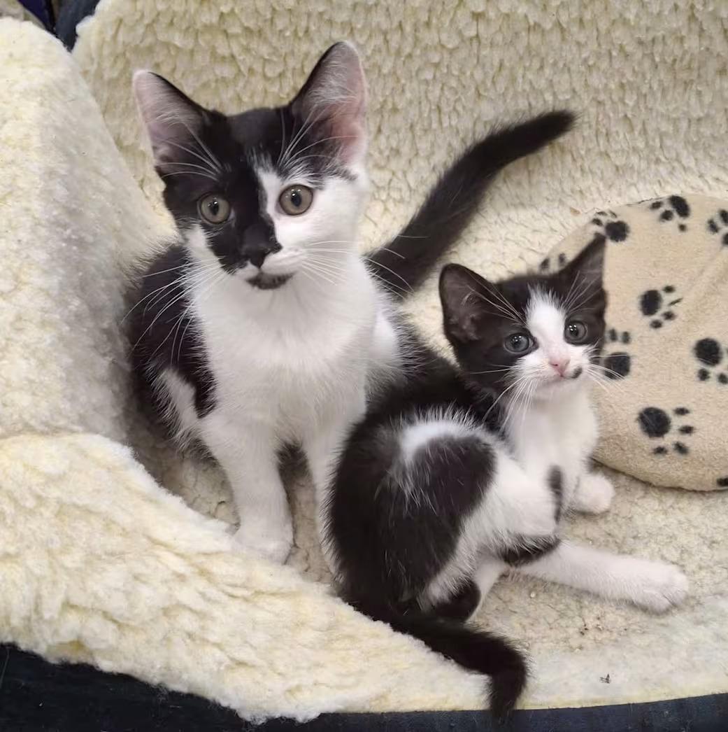 Enlarge Current, a Adopted Domestic Short Hair in Monterey, VA image 2/3