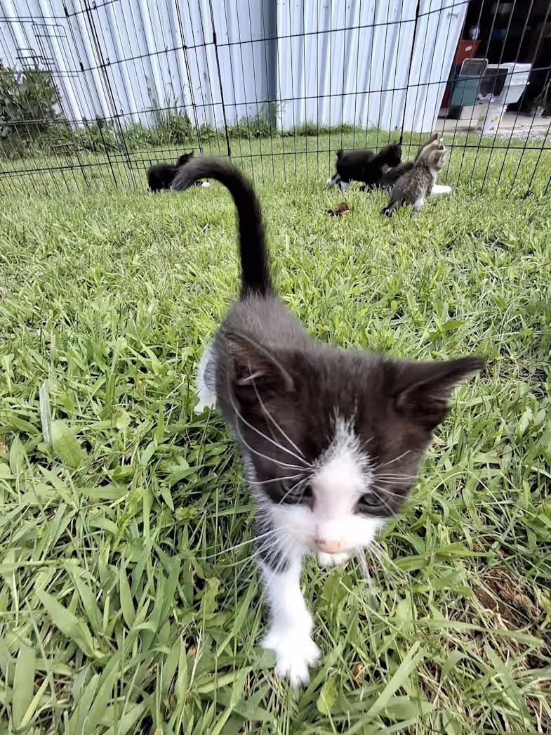 Enlarge Current, a Adopted Domestic Short Hair in Monterey, VA image 1/3