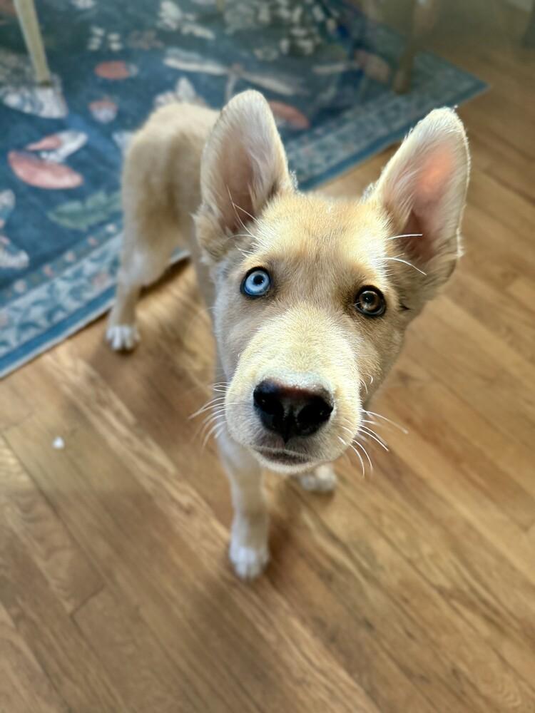 Pooka, Adoptable, Puppy Male Husky & Mixed Breed.
