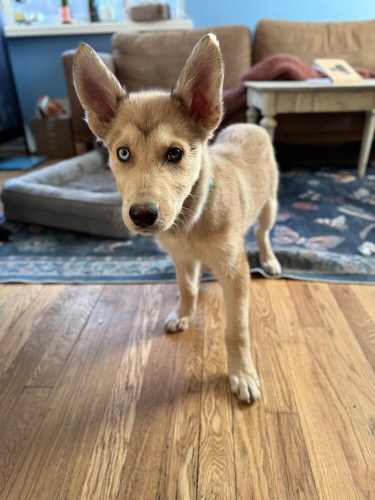 Enlarge Pooka, a Adoptable mixed breed in Denver, CO image 3/5