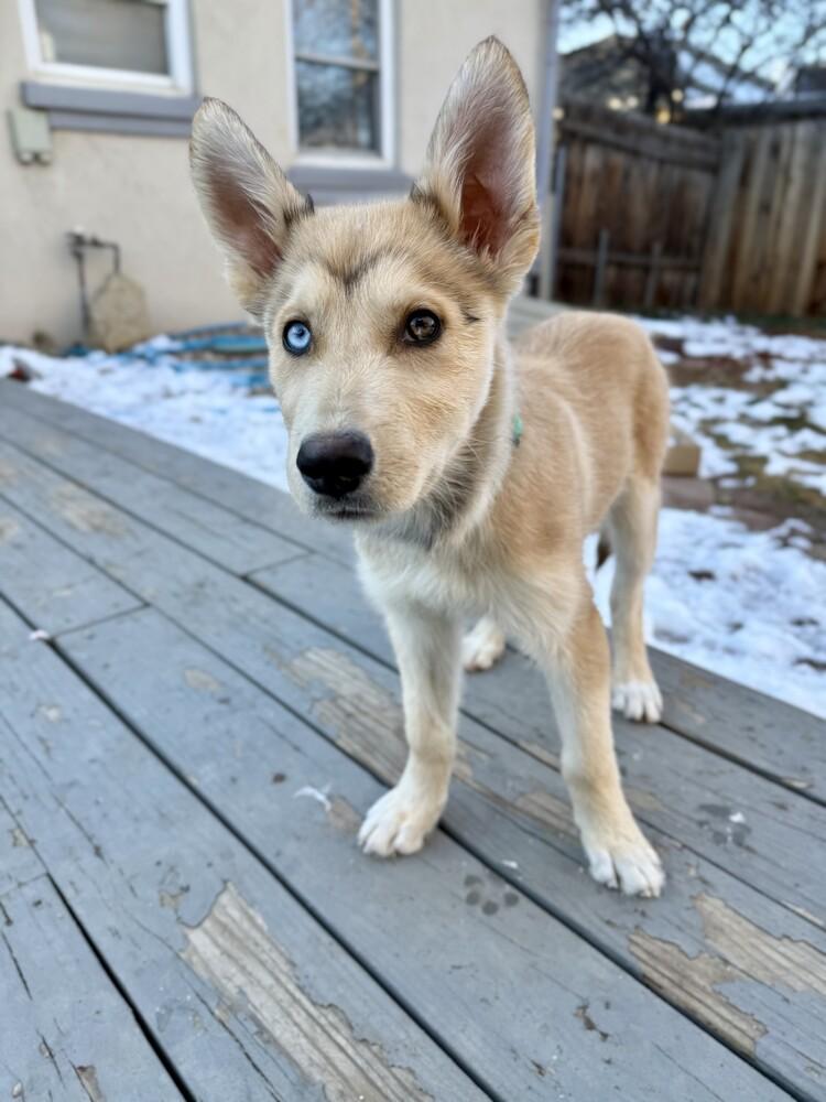 Enlarge Pooka, a Adoptable mixed breed in Denver, CO image 4/5