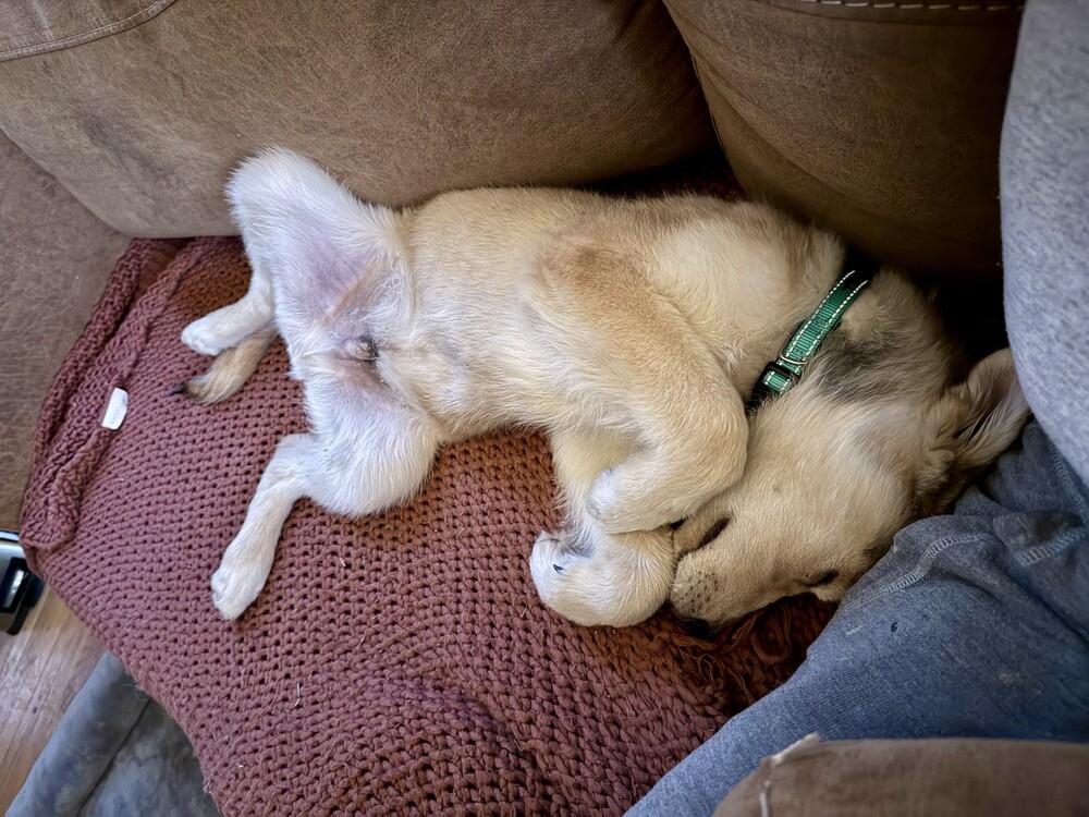 Enlarge Pooka, a Adoptable mixed breed in Denver, CO image 5/5