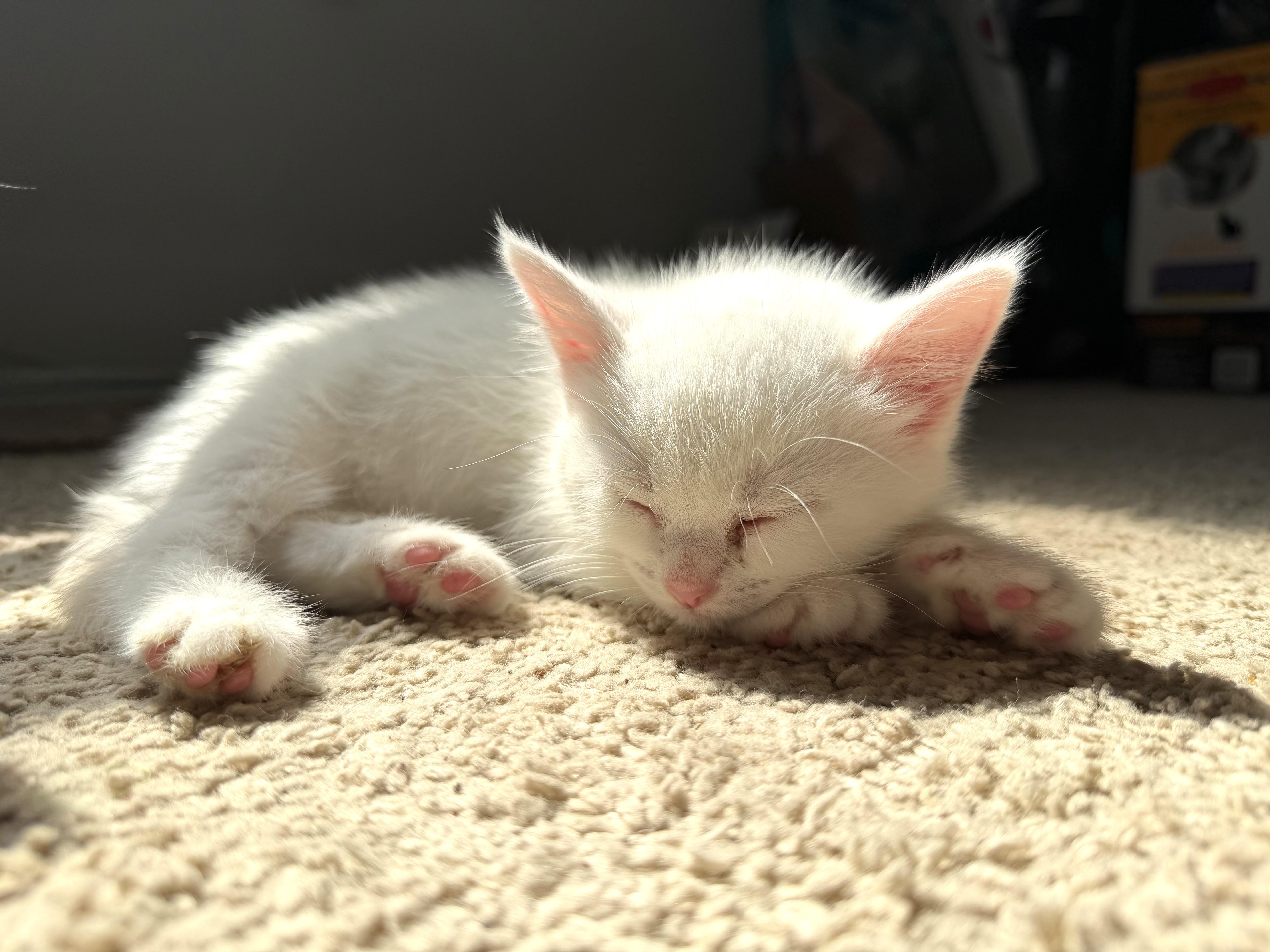 Trixie, an adopted Domestic Short Hair in East Amherst, NY image 4/6