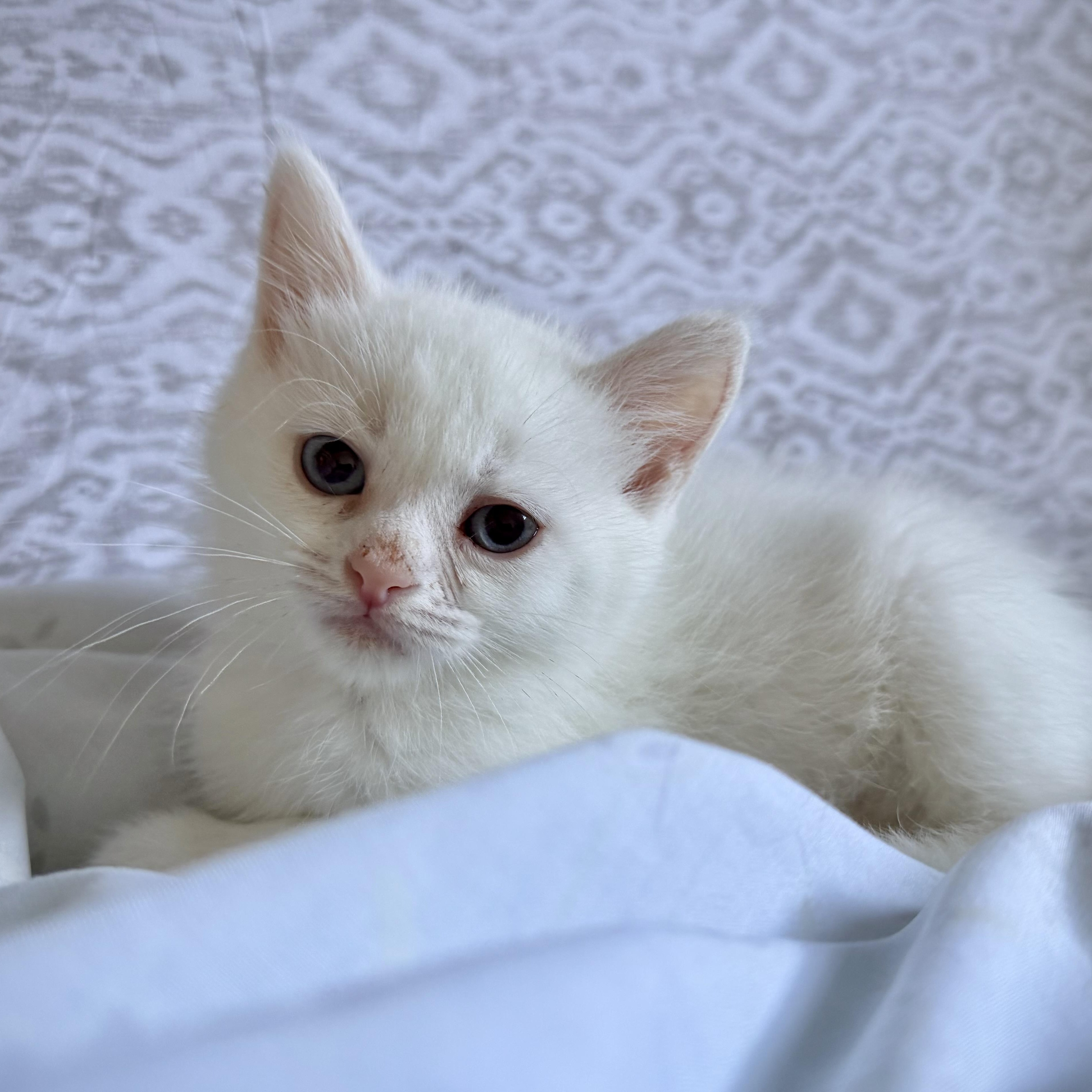 Trixie, an adopted Domestic Short Hair in East Amherst, NY image 1/6