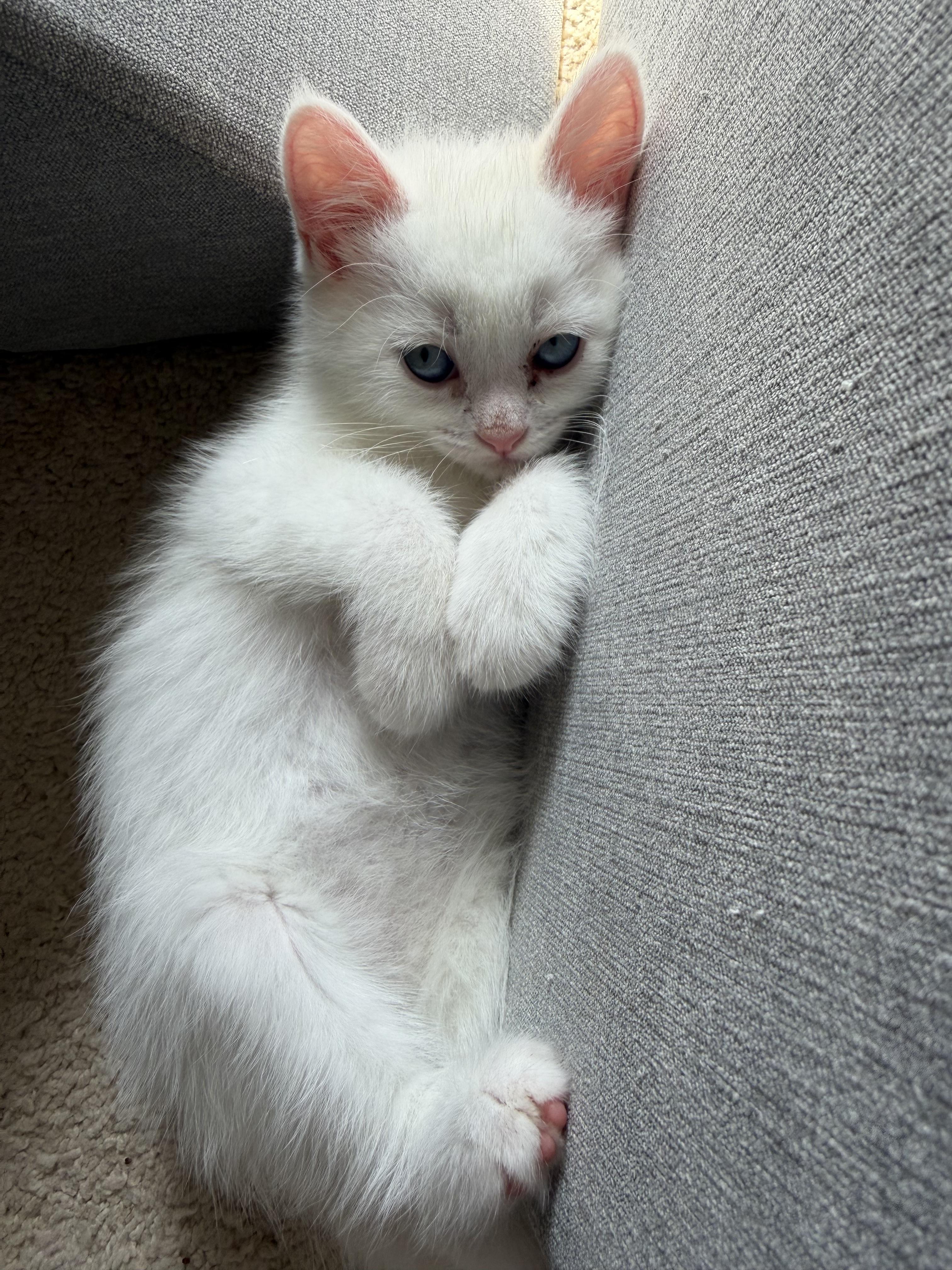 Trixie, an adopted Domestic Short Hair in East Amherst, NY image 3/6