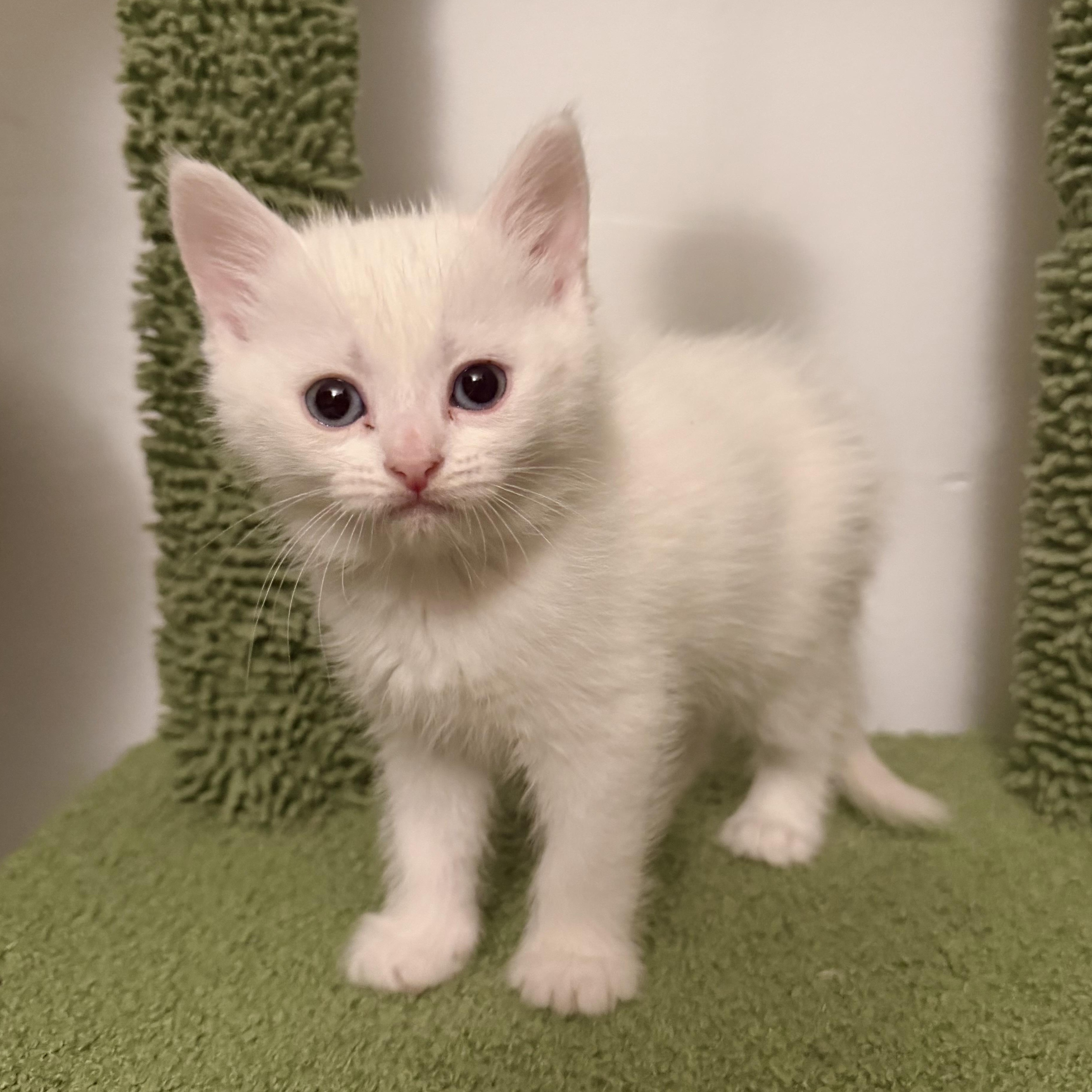 Trixie, an adopted Domestic Short Hair in East Amherst, NY image 2/6