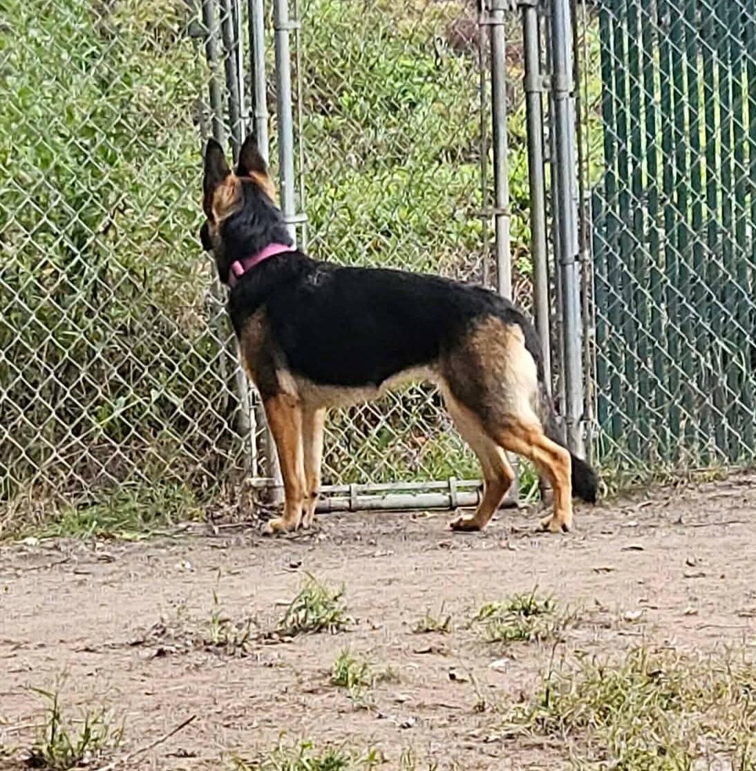 Enlarge Roxy-I26048, a Adoptable German Shepherd Dog in Anoka, MN image 2/2