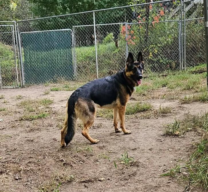 Roxy-I26048, Adoptable, Adult Female German Shepherd Dog.