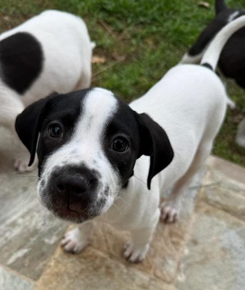 Caleb, Adoptable, Puppy Male Labrador Retriever & Border Collie.