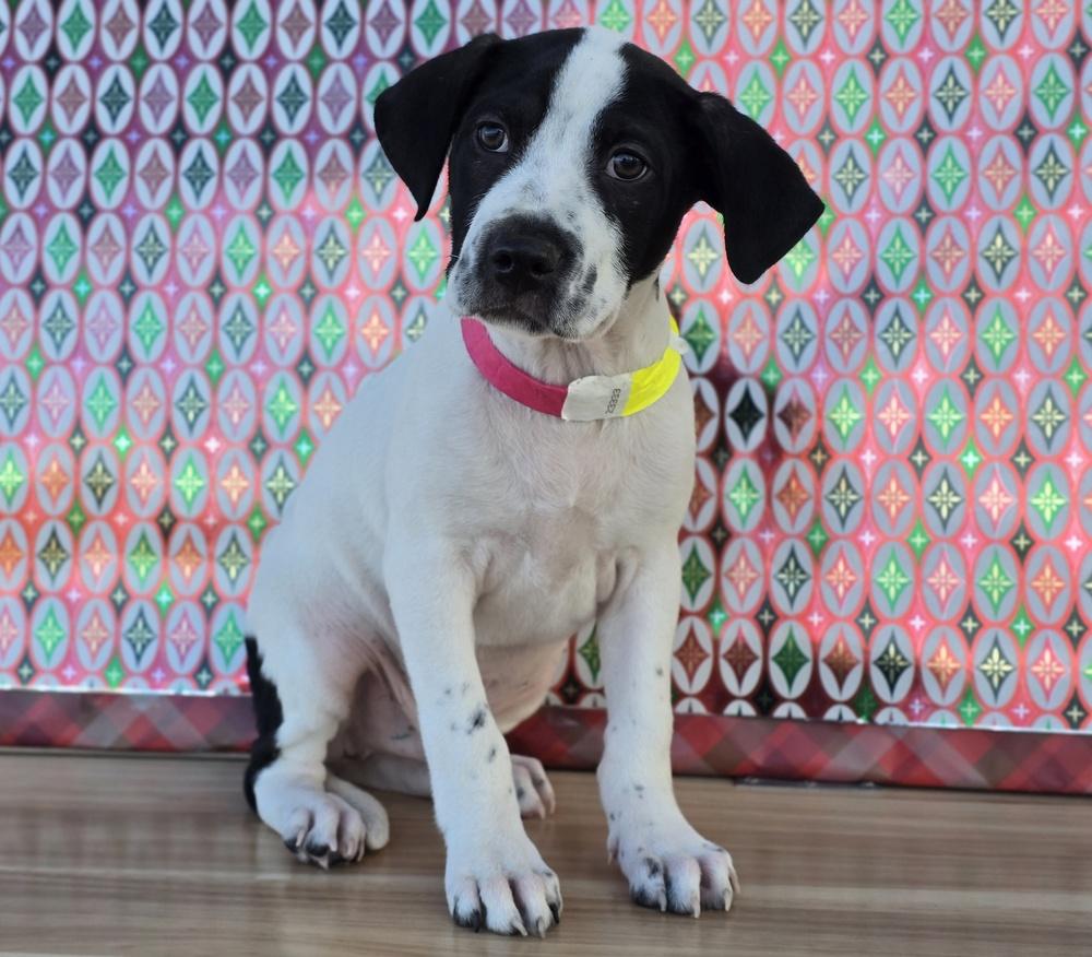 Caleb, a Adoptable mixed breed in Sedalia, CO image 2/5
