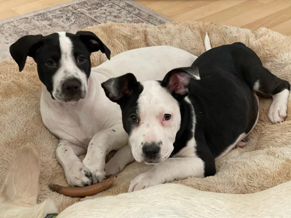 Enlarge Caleb, a Adoptable mixed breed in Sedalia, CO image 3/6