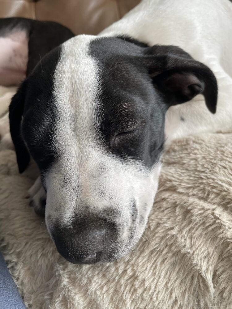 Enlarge Caleb, a Adoptable mixed breed in Sedalia, CO image 4/6